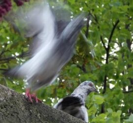 Gołąb zrywa się do lotu.